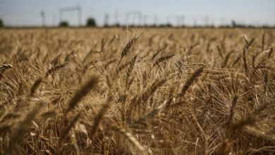 Photo of रूस ने यूक्रेन के साथ संयुक्त राष्ट्र के अनाज सौदे में अपनी भागीदारी को किया निलंबित