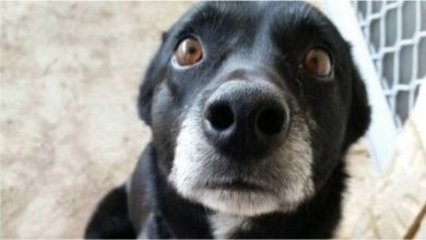 Photo of इंटरनेट पर धमाल मचा रहा हैं ये कुत्ता, वीडियो देख आप भी हो जाओगे हैरान