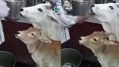 Photo of गायों ने मज़े लेकर खाया खट्टा मीठा गोलगप्पा, देखे मजेदार वीडियो