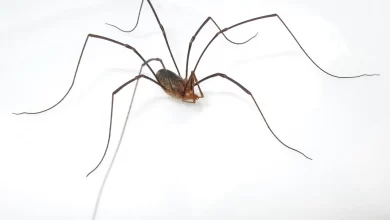 Photo of आपने अभी तक नहीं देखी होगी ऐसी पहिएदार मकड़ी, वीडियो देख हिल जाएगा आपका दिमाग