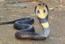 Photo of बलरामपुर- बच्चों के क्लास में कोबरा निकलने से मचा हड़कंप