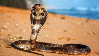 Photo of सांप ने शराबी को काटा हुई मौत, मामल जानकर सभी हो गए हैरान￼