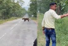 Photo of तेजी से वायरल हो रही हैं शेर के साथ सेल्फी लेते हुए इस शख्स का वीडियो