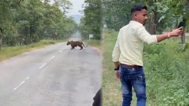 Photo of तेजी से वायरल हो रही हैं शेर के साथ सेल्फी लेते हुए इस शख्स का वीडियो
