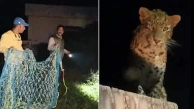 Photo of बालावाला, शमशेरगढ़ और उसके आसपास के क्षेत्र में गुलदार की दहशत, डरे सहमे हैं लोग