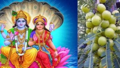 Photo of आंवला नवमी के दिन भगवान विष्णु और आंवले की पेड़ की पूजा करने के साथ दान पुण्य करने का है ये विशेष महत्व