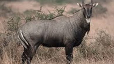 Photo of भोपाल में 53 किलो नीलगाय का मांस बरामद , पुलिस ने दोषियों के खिलाफ किया केस दर्ज..