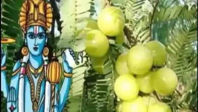 Photo of जानिए आंवला नवमी का शुभ मुहूर्त कब…