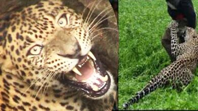 Photo of उत्तराखंड में गुलदार की दहशत, ग्रामीण घरों में कैद, जानें पूरी ख़बर