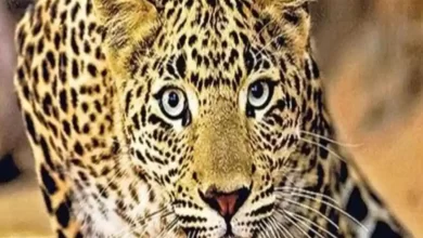 Photo of कानपुर IIT में  तेंदुआ का खौफ़, जानें पूरी ख़बर