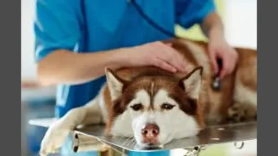 Photo of मिर्गी जैसी गंभीर बीमारी सिर्फ इंसानों में ही नहीं बल्कि जानवरों में भी होती है..