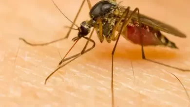 Photo of जानिए डेंगू के मरीज़ का कैसे रखे ध्यान..