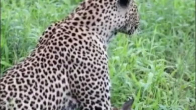 Photo of नौ साल के बच्चे की तेंदुए ने ली जान, पूरे गांव में शोक का माहौल