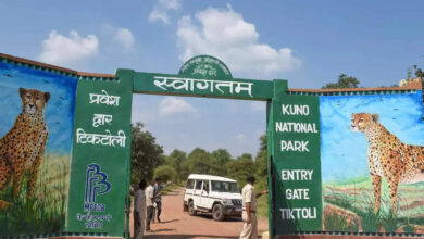 Photo of फरवरी तक से शुरु हो सकता है मध्य प्रदेश में चीता टूरिज्म…