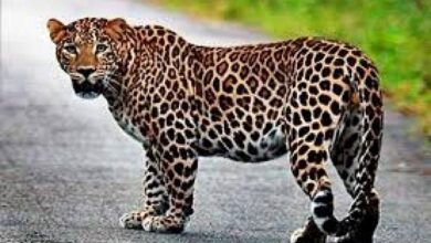 Photo of मेरठ के इस इलाके में दिखा तेंदुआ का दहशत, जानें पूरी ख़बर