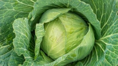 Photo of जानें पत्ता गोभी खाने के फायदे…