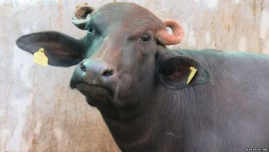 Photo of भैंसे को भड़काना लड़कों को पड़ा महंगा, मामला जानकर आप भी हो जाएंगे हस हसकर लोटपोट