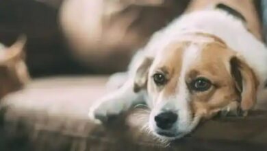 Photo of नोएडा में कुत्ते-बिल्लियों को कर नई पॉलिसी हुई लागू, पढ़े पूरी ख़बर