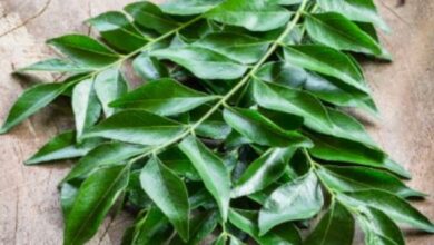 Photo of बालों को लंबा और मजबूत करने के लिए इस तरह लगाए करी पत्ता