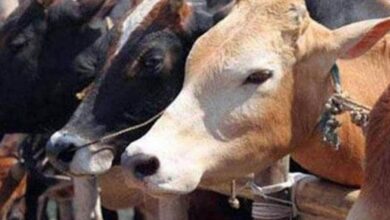 Photo of यूपी सरकार ने गौशाला में गायों की दूध के होने वाली बंदरबांट पर लगाई रोक, पढ़े पूरी ख़बर