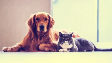 Photo of पालतू कुत्तों को बिना रजिस्ट्रेशन के सार्वजनिक जगहों पर घूमाना पड़ सकता है मेहेंगा, जानें वजह