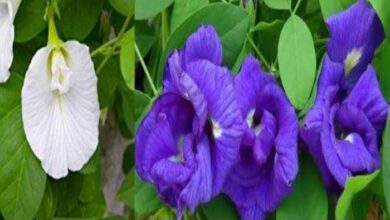 Photo of जानें धार्मिक मान्यताओं के अनुसार अपराजिता के फूल का महत्व