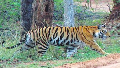 Photo of तीन युवकों में से एक को बाघ ने उठाया, जंगल में युवक की चप्पल व खून मिला
