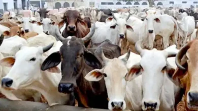 Photo of राज्य में पशु तस्करों को लेकर सरकार का रवैया सख्त – मुख्यमंत्री धामी