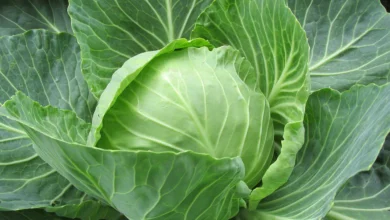 Photo of वजन घटाने के लिए पत्ता गोभी काफी फायदेमंद होती है , आइए जानें इसके बारे में..