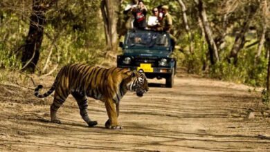 Photo of जानिए देश के 53 टाईगर रिजर्व में है कितने बाघ…