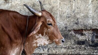 Photo of भोपाल में गाय की हत्या के आरोप में पुलिस ने तीन लोगों को किया गिरफ्तार…