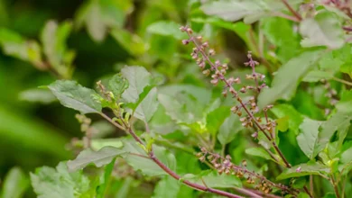 Photo of जानिए सुख-समृद्धि धन-वौभव की वृद्धि के लिए कैसे लगाएं तुलसी का पौधा..
