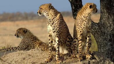 Photo of 18 फरवरी को दक्षिण अफ्रीका से भारत लाए जायेंगे 12 चीते…
