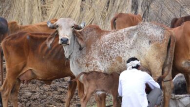 Photo of भारत बना दुनिया में सबसे अधिक दूध उत्पादक वाला देश…