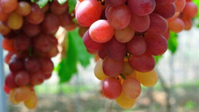 Photo of रसीले और आकर्षक लाल अंगूर आपके समग्र स्वास्थ्य के लिए है बेहद फायदेमंद-