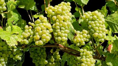 Photo of आइए जानते हैं कि अंगूर की पत्तियां कैसे हमारे लिए फायदेमंद साबित होती हैं..