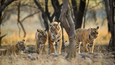 Photo of शिवपुरी में एक बार फिर सुनाई देगी बाघ की दहाड़…