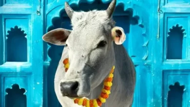 Photo of गौहत्या को ले कर हाई कोर्ट के मुस्लिम जज ने कही ये बात, जानें क्या