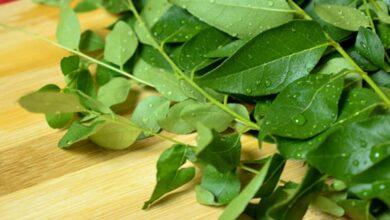 Photo of क्या आप जानते हैं कि बालों की ग्रोथ के लिए बेहद फायदेमंद है कड़ी पत्ता, यहां जानिए कैसे