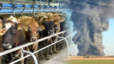 Photo of टेक्सास स्थित एनिमल वेलफेयर इंस्टीट्यूट में आग लगने से 18 हजार से अधिक गायों की मौत…