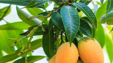 Photo of इस लेख में दिए आम के गुठलियों के फायदे को जानकर आप इसे फेंकने से परहेज करेंगे..