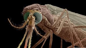 Photo of आइए जानें कि मलेरिया किन स्वास्थ्य समस्याओं की वजह बन सकता है..