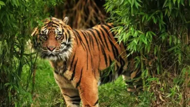 Photo of प्रोजेक्ट टाइगर के 50 साल पूरे होने के उपलक्ष्य में मैसुर जाएंगे प्रधानमंत्री मोदी…