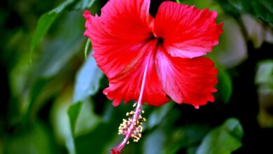 Photo of अगर आप गुड़हल का फूल से सेहत को होने वाले फायदों से अनजान हैं, तो चलिए जानते हैं इसके कुछ गजब के फायदों के बारे में-