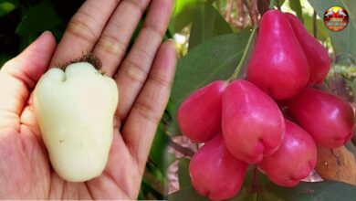 Photo of आइए जानते हैं सफेद जामुन का सेवन करने से व्यक्ति को मिलते हैं क्या-क्या लाभ…