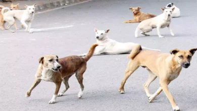 Photo of दिल्ली की आरडब्ल्यूए द्वारा बड़ी पहल की जा रही है। आज कुत्तों के काटने का आतंक, समाधान क्या? 