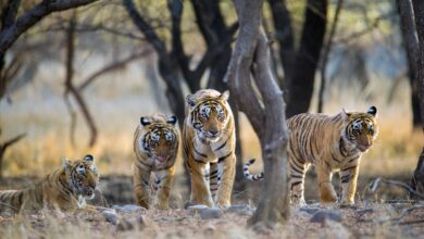 Photo of बाघों को बचाने की भारत की मुहिम ने पर्यावरण की सुरक्षा में दुनिया की बड़ी मदद की- शोध