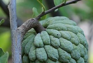 Photo of जानिए दिल की बीमारियों के लिए कौन से फल खाए?