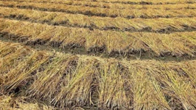 Photo of पंजाब में अब धान की गांठों से पैसा कमा रहे किसान,जाने कैसे