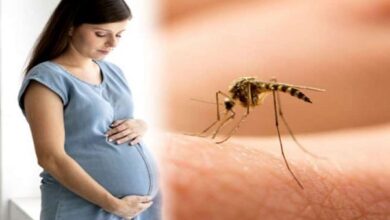 Photo of डेंगू बुखार: डेंगू का प्रकोप तेजी से बढ़ रहा, गर्भवती महिलाओं को खतरा